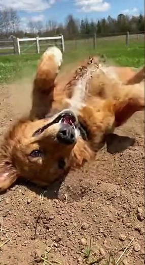 Cute Cat & Dog Duo That Will Make Your Day! 🐱✨🐶 #catshorts #catvsdog #funnyshorts #youtubeshorts