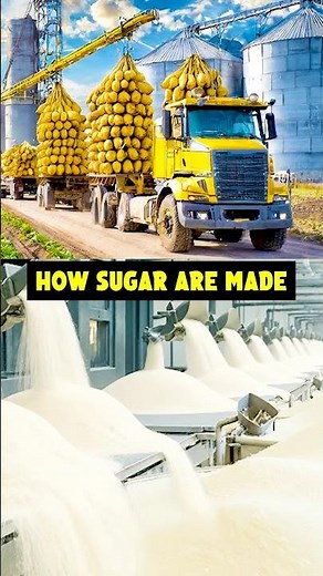 How Sugar Is Made 🍬