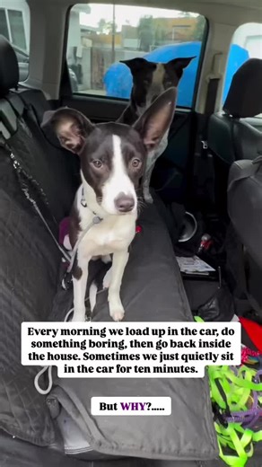 Helping Your Dog Overcome Car Anxiety