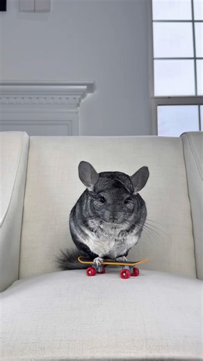 Coming to a skatepark near you 🛹🐭 #skateboard #chinchilla #cute #shortsvideo #pet