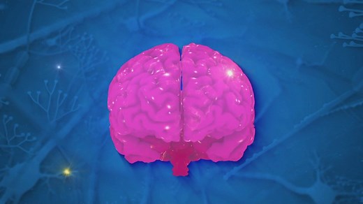 Das Gehirn ist die oberste Steuerzentrale unseres Körpers. Doch wie genau funktioniert unserer körpereigenes Rechenzentrum eigentlich? #Galileo erklärt es dir. #clip | Galileo