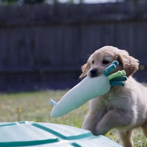 207K views · 1.4K reactions | Meet the adorable puppies waiting for...