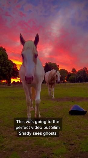 Slim Shady Horse Playing Dead