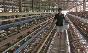 PHL chicken layer inventory rises 6.4% to record-level 60.64M – PSA | Jasper Y. Arcalas