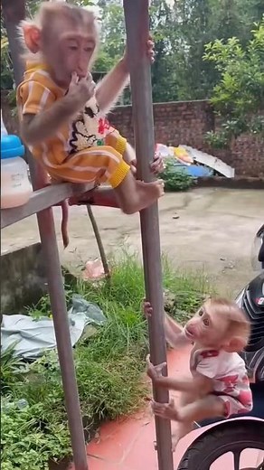 Cute Baby Monkey Lala Tries Climbing a Pole! 🐵😂 So Tiny, So Brave! | Funny Monkey Moments