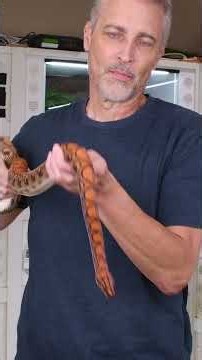 Brazilian Rainbow Boas! #snakes #reptiles #boas