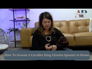 How To Groom A Cavalier King Charles Spaniel At Home