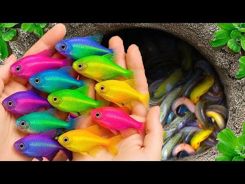 Catch beautiful aquarium fish in small pond baby turtles, eel, koi, pencil fish, nemo fish, tadpole