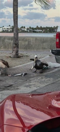Pelican swallows fish