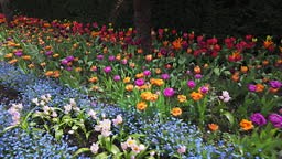 Flowers in Victoria embankment gardens in spring, London, UK