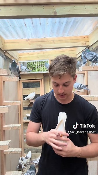 How to Hold a Pigeon Safely and Comfortably