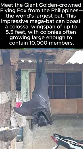 Colossal Creature: The World’s Largest Bat Has a 5.5-Foot Wingspan