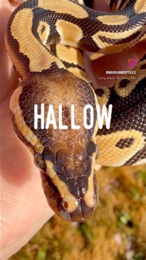 The Story of Hallow