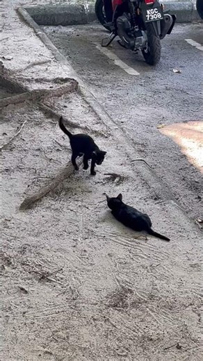 Tiny Black Cats Playing | So Adorable 🖤