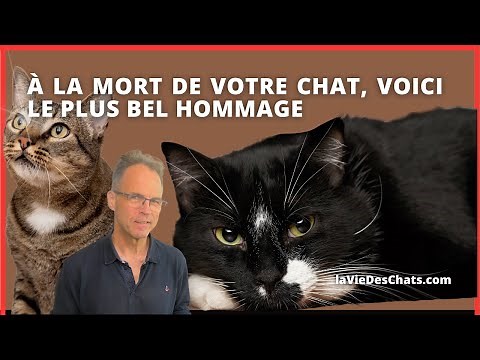 WHEN YOUR CAT DIES, HERE IS THE MOST BEAUTIFUL TRIBUTE