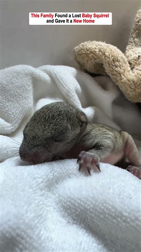 They Never Expected a Tiny Squirrel to Become Part of the Family...
