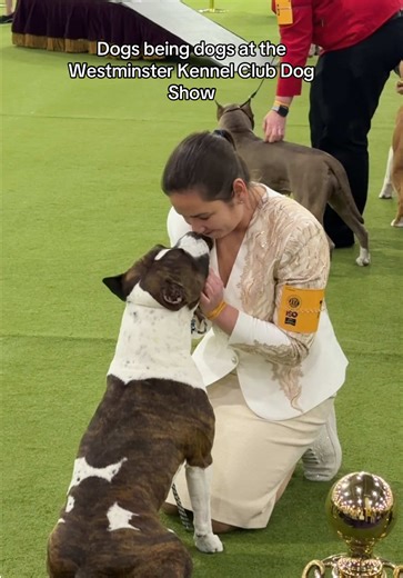 Show dogs may appear prim and proper in the ring when it’s their turn but they’re all still the sweetest pets 🥹🫶🐶🐾 @Westminster Kennel Club [invited] #westminsterdogshow #imatwestminster #westminsterkennelclub