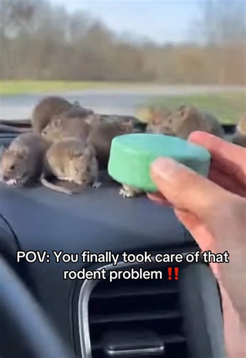 POV: You finally dealt with the rodent problem ‼️ #TLC #tiktokmademebuyit #mouse #mice #tiktokshopcreatorpicks