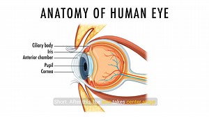 6.2K views · 133 reactions | Unlocking Vision: The Anatomy of the Eye...