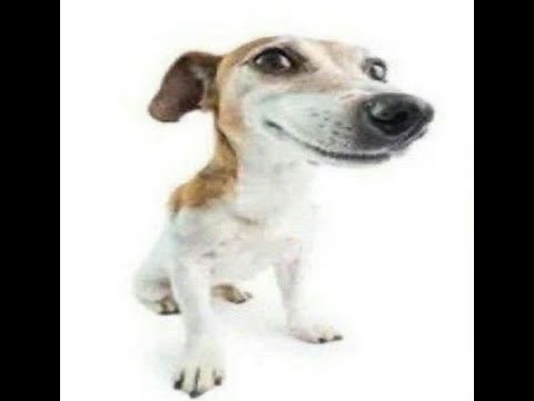 One hour of silence occasionally broken by what the dog doin?