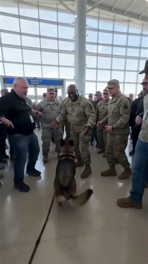 Heartwarming Military Dog Reunion! 🐕❤️ Soldier Reunited with Faithful K9