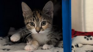 Kitty Palooza: Cleveland APL offers half-off adoptions for cats and kittens through June 15