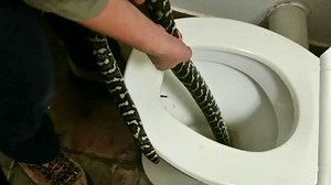Woman bitten by python lurking inside her toilet