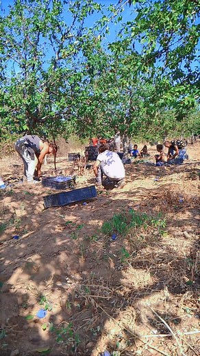 sekis armni 4 (@sekis97)’s videos with original sound - diskournebes