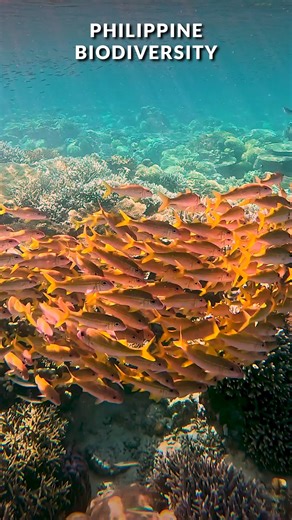 Renzo Maano on Instagram: "Life in the tropics 🌴 This is one of the reasons why we have incredibly high biodiversity here in the Philippines. This is part 2 of our 3-part reel series on Philippine Biodiversity, and in the next one let’s look at why we have so many endemic species :) This video is produced with the support of and mentorship from @earthjournalism 🌳 #philippinebiodiversity #educationalreels #wildlifeconservation"