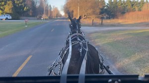 Bobby’s first drive in the top buggy. 1/2 Morgan 1/2 Standardbred coming 2 year old stud progressing nicely. 🐴 | Gabriel Miller