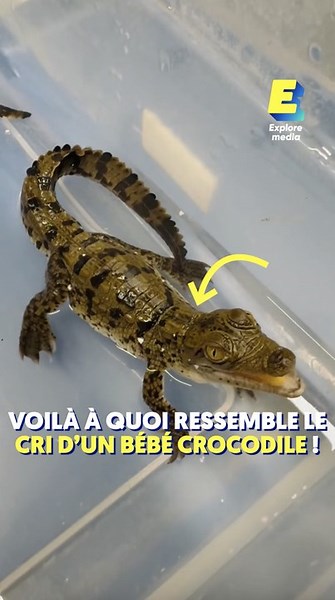 Voilà à quoi ressemble le cri d'un bébé crocodile