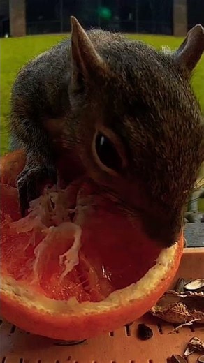 Bird feeder mix #birds #squirrel #orange#florida
