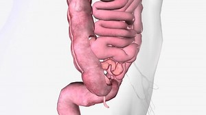 He Ileocecal Valve Sphincter Muscle Situated Stock Footage Video (100% Royalty-free) 1104799121 | Shutterstock