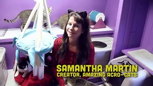 There's A Cat Circus And It's Just As Amazing As It Sounds