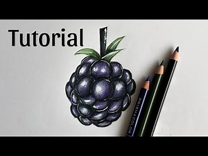 How To Draw Blackberry| Colored Pencil Drawing For Beginners