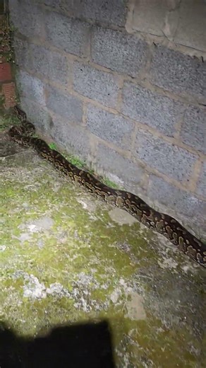 Southern African Python (Python natalensis)