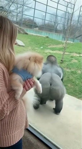 Glass-Shattering (Almost) Gorilla Prank 😂