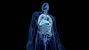 Medical 3d Animation Human Liver Stock Footage Video (100% Royalty-free) 15647851 | Shutterstock