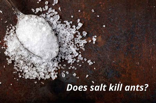 Does Salt Kill Ants? (How It Works) | Epsom & Table Salt