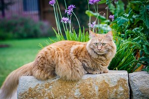 ▷ Maine Coon : Caractère, éducation, santé, prix - Tout savoir sur lui !