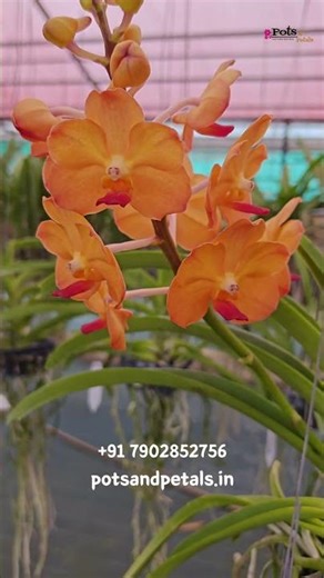 Vanda Fuchs Sunset x Pine River 🌅 Blooming Size | Rare Vibrant Orchid for Sale