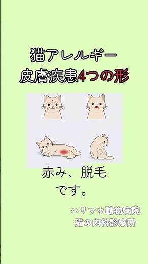 猫アレルギー性皮膚疾患4つの形