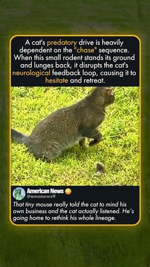 CATS DONT ALWAYS HUNT