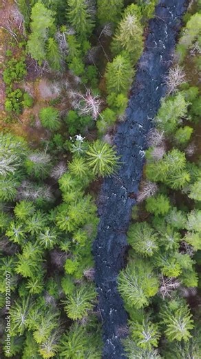 vertical norway dark fast moving forest stream through dense evergreen woodland narrow gravel road runs parallel beside moss covered ground conifers from drone view aerial