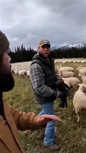 GRIZZLY BEAR ATTACK! Our Sheep Herd Ravaged in Montana 😱🐻#animals #grizly #attack #lamb #viralshorts