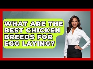 What Are The Best Chicken Breeds For Egg Laying? - The World of Agriculture