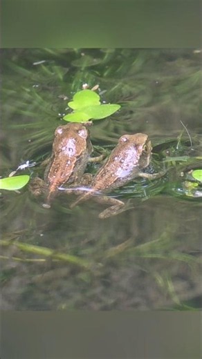 Chilling with friend - send to a friend! #frog #wildlifeponds #amphibian #animals #nature #frogs