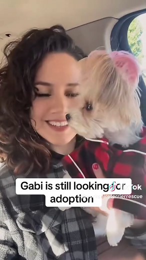 Meet Gabi: The Yorkie Looking for Adoption