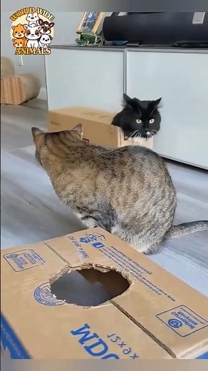 😹 BOX CAT MAYHEM! 😂 | Funny Cat Moments | ‪@wwianimals.official‬