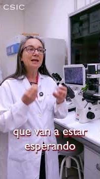 Mejora la recuperación en ratas con lesión medular gracias a una nueva estrategia con nanotecnología